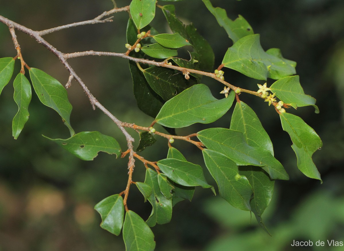 Cleistanthus pallidus (Thwaites) Müll.Arg.